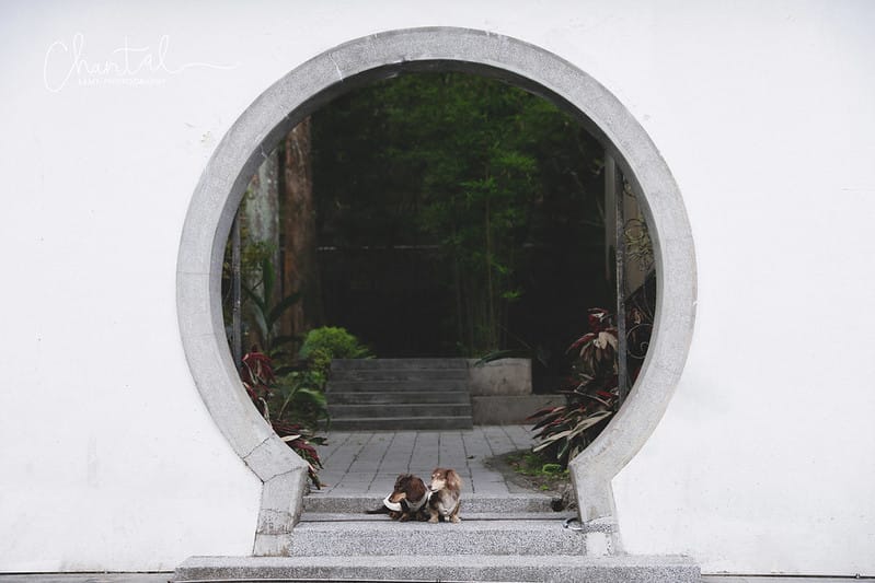 【坪林/景點】超美閩南安溪風格的四合院建築;寵物超友善的小橋流水中式庭院-坪林茶業博物館 - 第9張圖 _J6A9276-2 拷貝