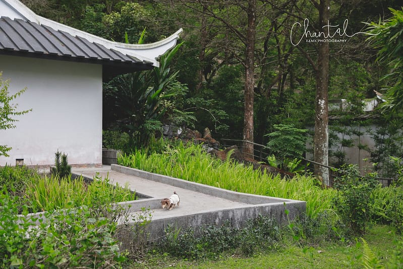 【坪林/景點】超美閩南安溪風格的四合院建築;寵物超友善的小橋流水中式庭院-坪林茶業博物館 - 第19張圖 _J6A9251-2 拷貝