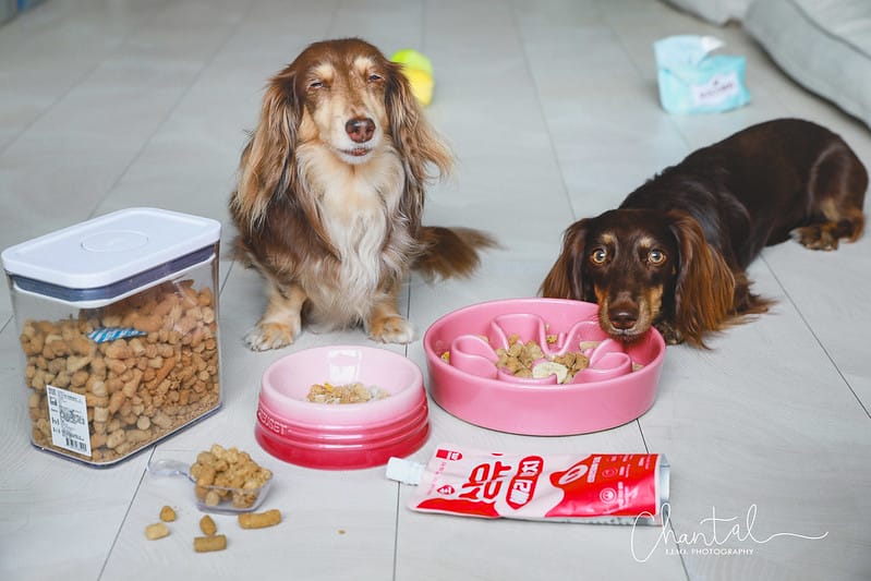 托托開箱來自紐西蘭的天然食品,專屬狗狗的生肉配方-K9 Natural (廠商邀約) - 第17張圖 1J6A0854-2拷貝 拷貝