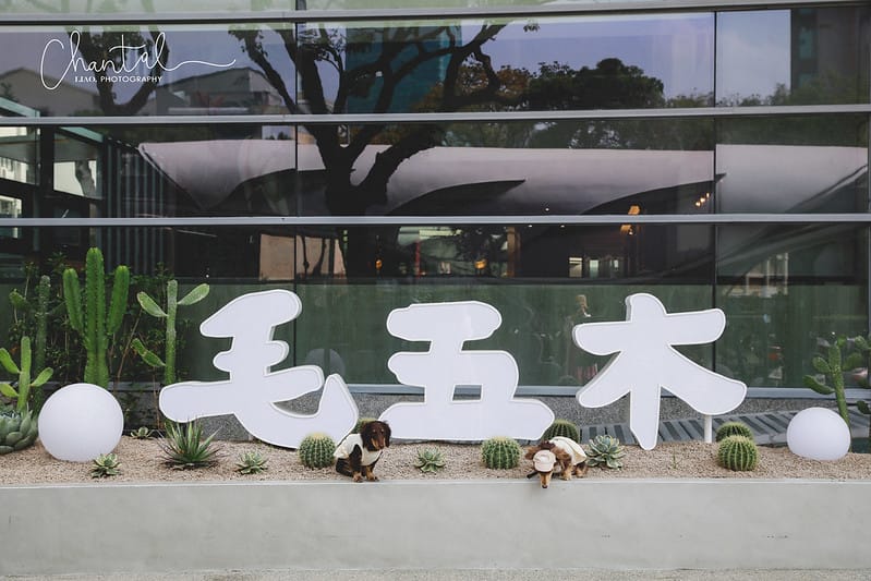 【西區/台灣大道】隱藏在商業大樓裡的寵物友善餐廳/寵物美容/寵物住宿-MOMORI毛五木(還是少見的寵物友善酒吧喔) - 第2張圖 _J6A9431-2拷貝 拷貝