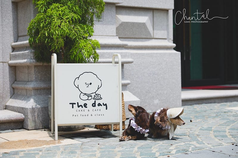 【桃園區/咖啡店】COTD之結合寵物烘培的韓系咖啡 The day cafe 這一天 (還有三隻可愛的比熊喔) - 第3張圖 1J6A5118-2 拷貝