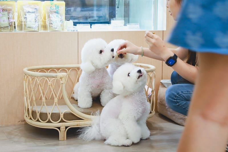 【桃園區/咖啡店】COTD之結合寵物烘培的韓系咖啡 The day cafe 這一天 (還有三隻可愛的比熊喔) - 第25張圖 1J6A5190-2 拷貝