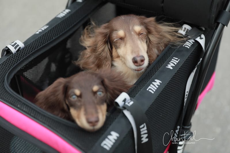 SHARE 便宜到貴,托托的4款推車(PETSTRO沛德奧、PET PARADISE、WILL、AIRBUGGY、POSHPAWS)FikaGo 比較 (2024.1月更新) - 第13張圖 1J6A1824拷貝-2 拷貝