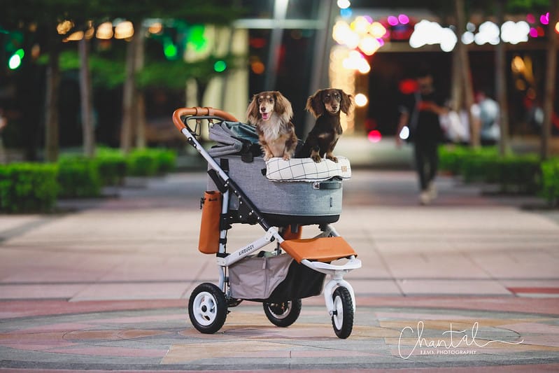 SHARE 便宜到貴,托托的4款推車(PETSTRO沛德奧、PET PARADISE、WILL、AIRBUGGY、POSHPAWS)FikaGo 比較 (2024.1月更新) - 第24張圖 _J6A9695-2 拷貝
