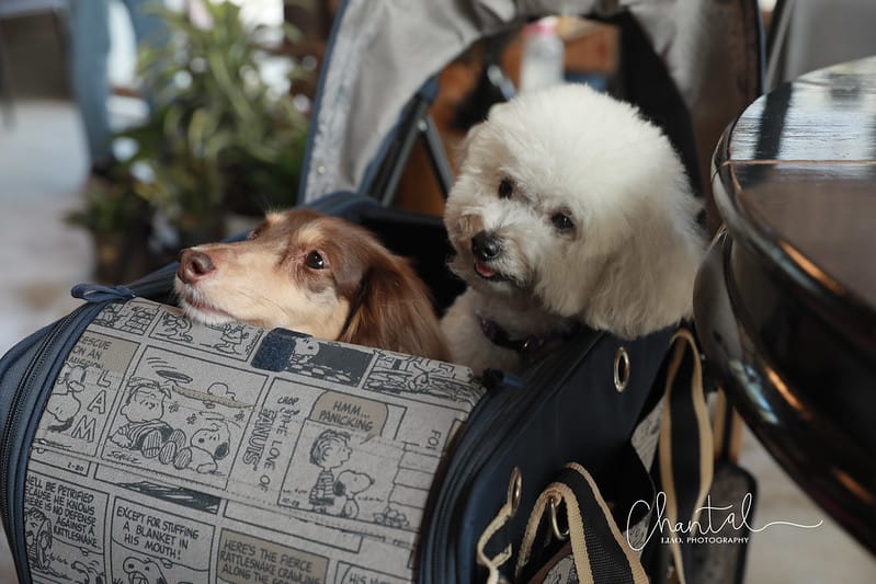 SHARE 便宜到貴,托托的4款推車(PETSTRO沛德奧、PET PARADISE、WILL、AIRBUGGY、POSHPAWS)FikaGo 比較 (2024.1月更新) - 第9張圖 1J6A3700拷貝 拷貝