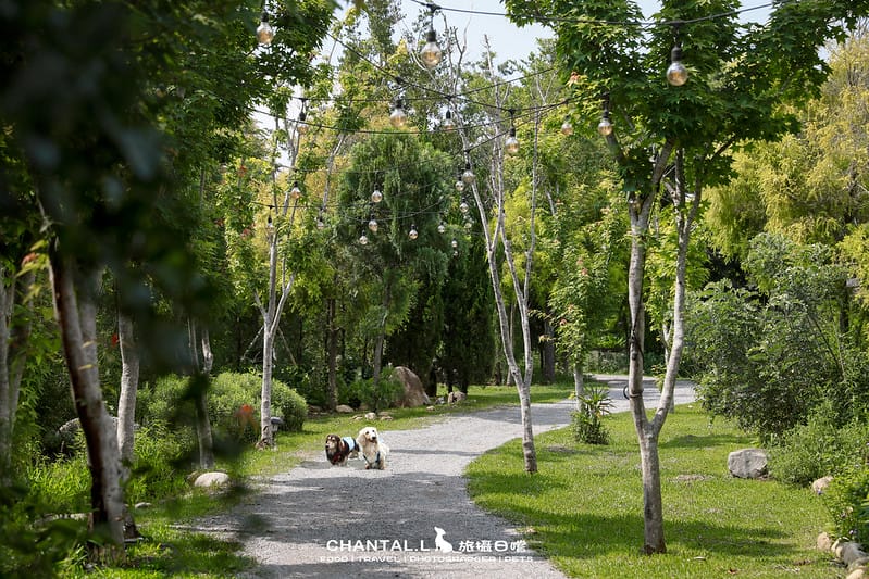 【卓蘭縣/住宿】Farmer life in the Lofi Vibe,不管你是喜歡露營還是寵物飼主,皆不能錯過的LoFiLAND自然圈農場! (環境、寵物友善) - 第25張圖 1J6A5346-2 拷貝2 拷貝