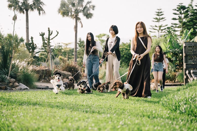 【卓蘭縣/住宿】Farmer life in the Lofi Vibe,不管你是喜歡露營還是寵物飼主,皆不能錯過的LoFiLAND自然圈農場! (餐食、派對套餐) - 第64張圖 7M406153拷貝