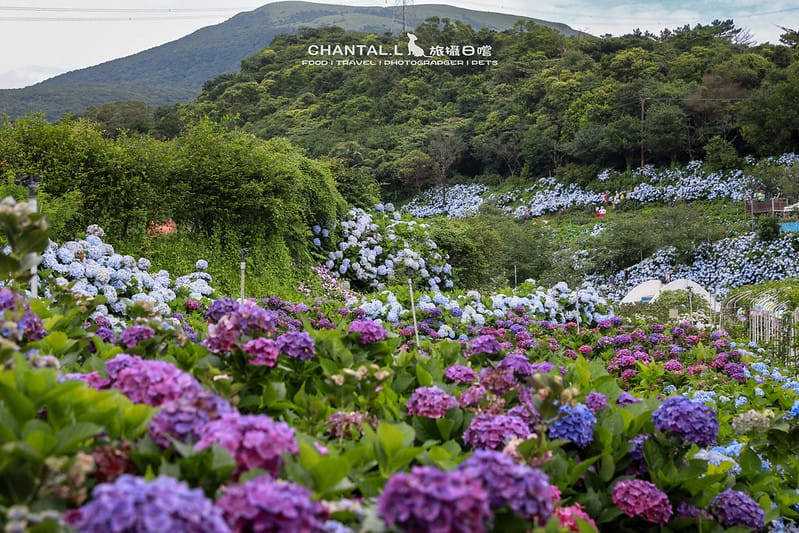 【萬里/景點】超過8000坪的藍色花海,每年一定都會回訪的高家繡球花田的萬里第三園區 - 第4張圖 1J6A4991-2 拷貝
