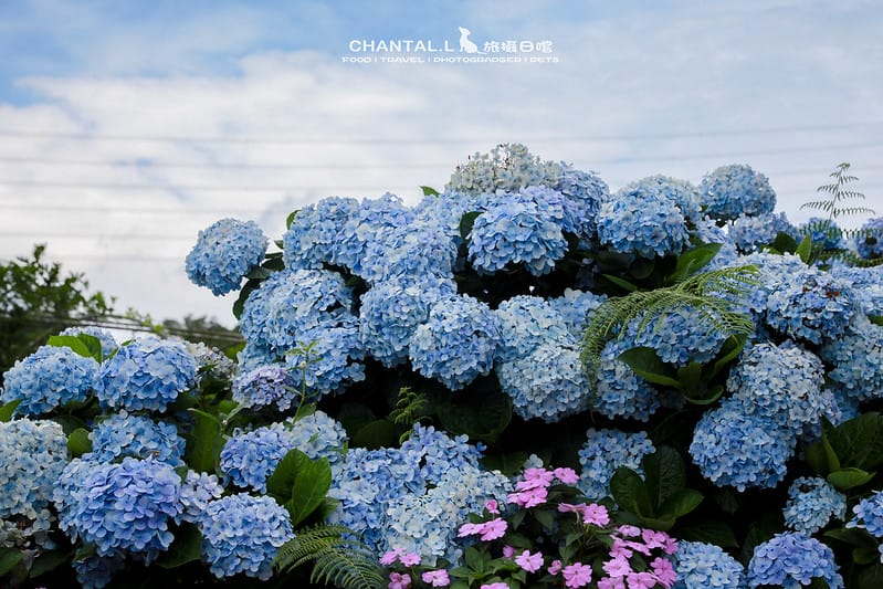 【萬里/景點】超過8000坪的藍色花海,每年一定都會回訪的高家繡球花田的萬里第三園區 - 第21張圖 1J6A5013-2 拷貝