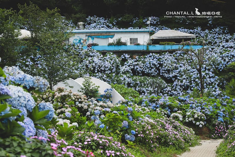 【萬里/景點】超過8000坪的藍色花海,每年一定都會回訪的高家繡球花田的萬里第三園區 - 第6張圖 1J6A5126-2 拷貝