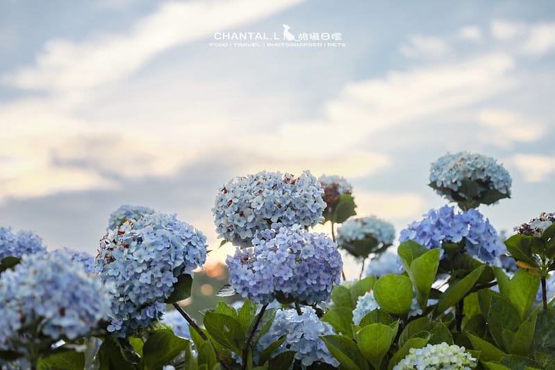 【萬里/景點】超過8000坪的藍色花海,每年一定都會回訪的高家繡球花田的萬里第三園區 - 第22張圖 1J6A9812-2 拷貝