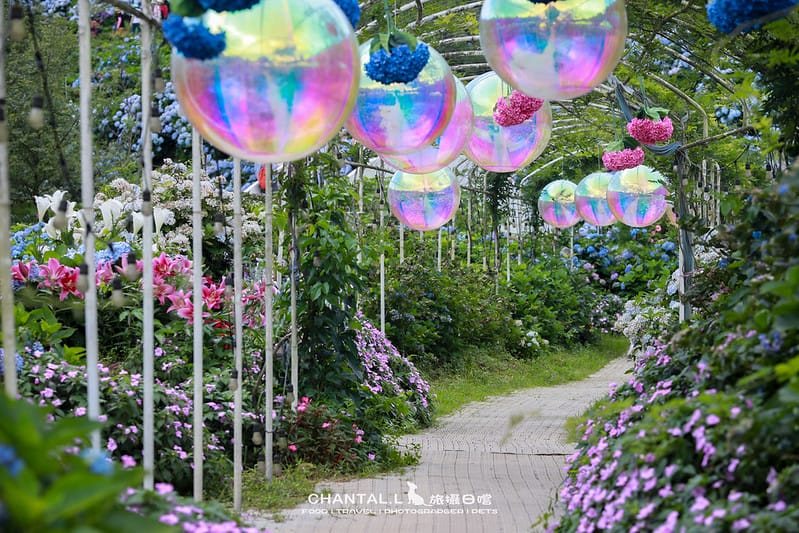 【萬里/景點】超過8000坪的藍色花海,每年一定都會回訪的高家繡球花田的萬里第三園區 - 第5張圖 1J6A5006-2 拷貝 2