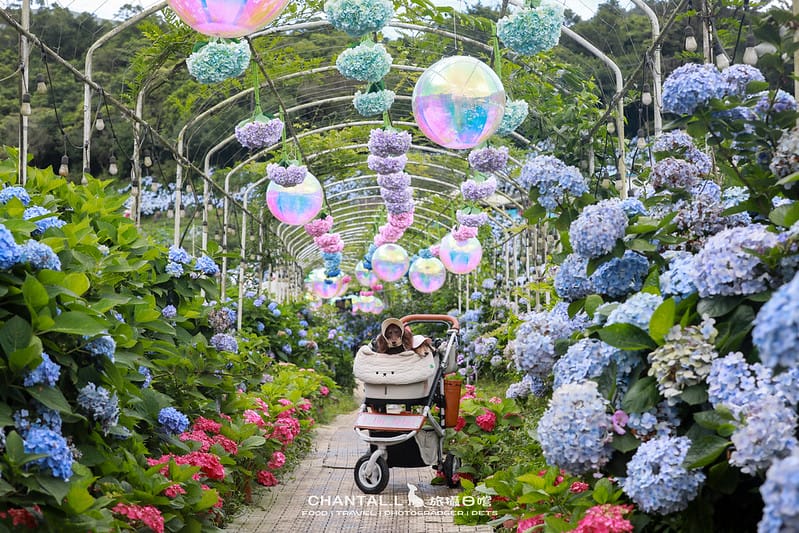 【萬里/景點】超過8000坪的藍色花海,每年一定都會回訪的高家繡球花田的萬里第三園區 - 第18張圖 1J6A5003-2 拷貝 2