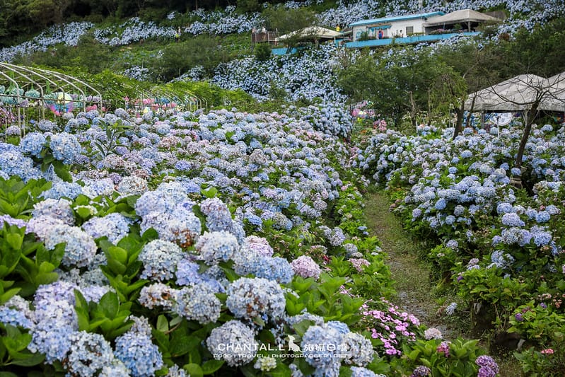 【萬里/景點】超過8000坪的藍色花海,每年一定都會回訪的高家繡球花田的萬里第三園區 - 第27張圖 1J6A4992-2 拷貝