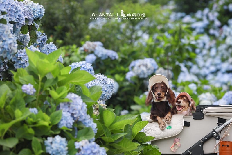 【萬里/景點】超過8000坪的藍色花海,每年一定都會回訪的高家繡球花田的萬里第三園區 - 第10張圖 1J6A5041-2 拷貝