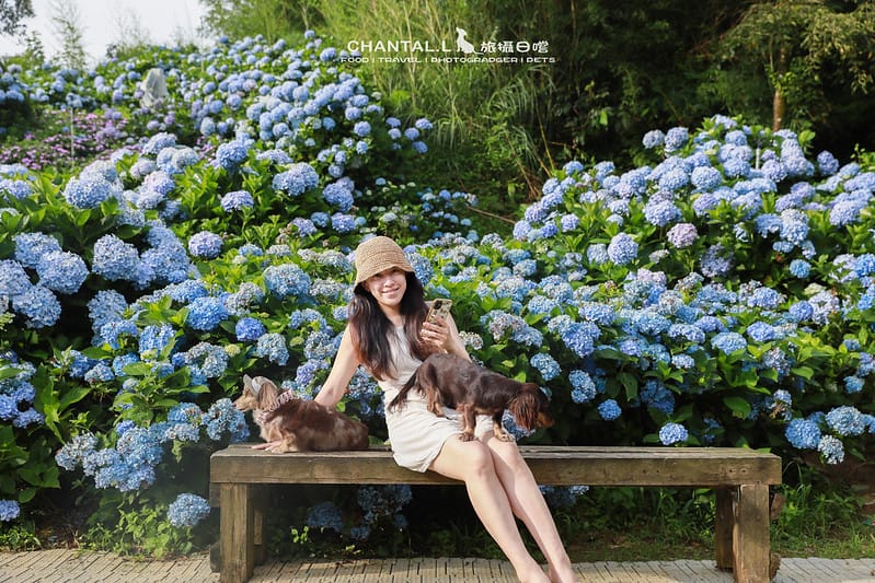 【萬里/景點】超過8000坪的藍色花海,每年一定都會回訪的高家繡球花田的萬里第三園區 - 第24張圖 1J6A0103-2 拷貝