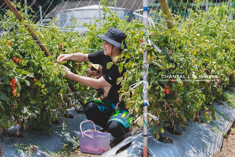 【卓蘭/住宿】豪華露營車與田野風光的碰撞,入住就讓人感到幸福的 小巷清風 Le.Alley Autocamp Resort( 餐點、體驗活動、腳踏車遊園) - 第50張圖 1J6A8413-2 拷貝