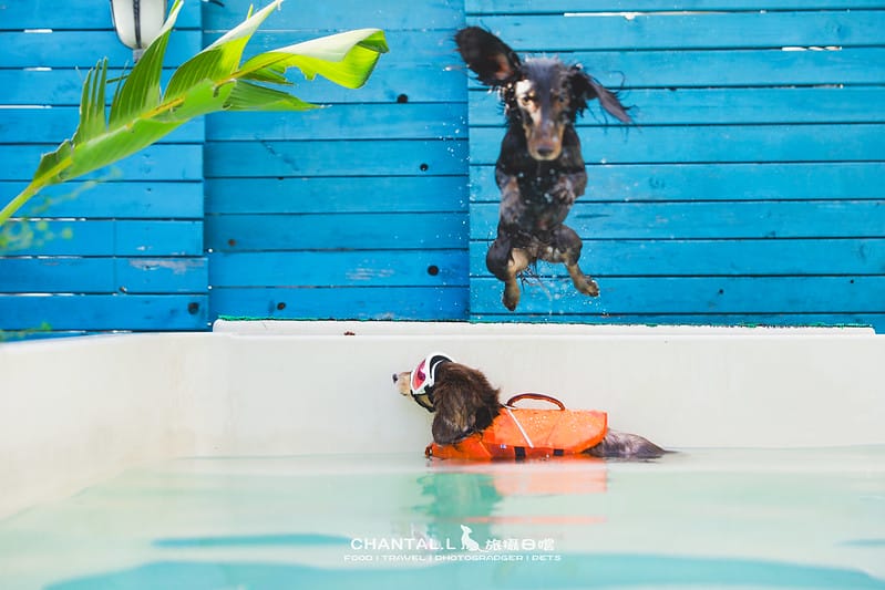 【恆春/住宿】就封為我們在南部的家了:一房一泳池,專屬毛孩的度假VILLA – 獒游邊境 - 第54張圖 1J6A5038-2 拷貝