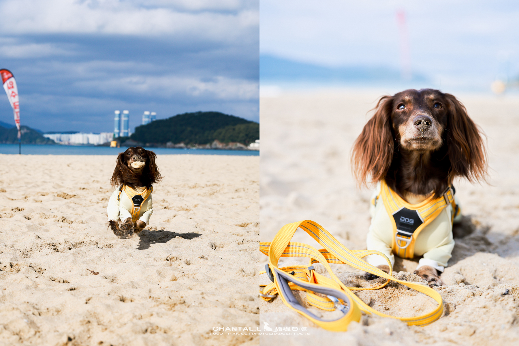 ｜托托開箱｜DOG Copenhagen Comfort Walk Air 開箱，陪我們上山下海、出國旅行的三個月使用心得
