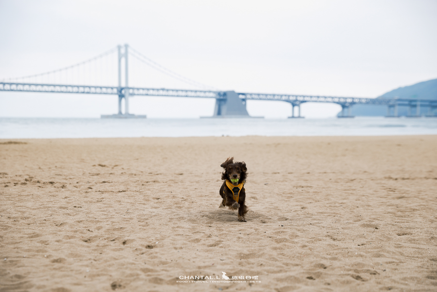 ｜托托開箱｜DOG Copenhagen Comfort Walk Air 開箱，陪我們上山下海、出國旅行的三個月使用心得