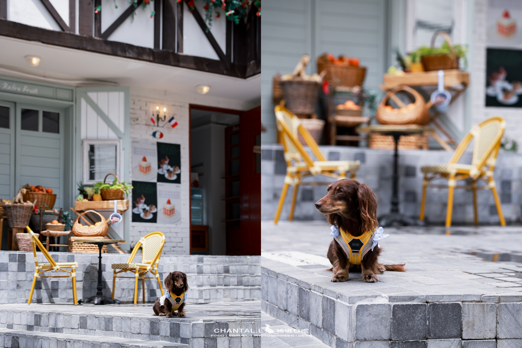 ｜托托開箱｜DOG Copenhagen Comfort Walk Air 開箱，陪我們上山下海、出國旅行的三個月使用心得