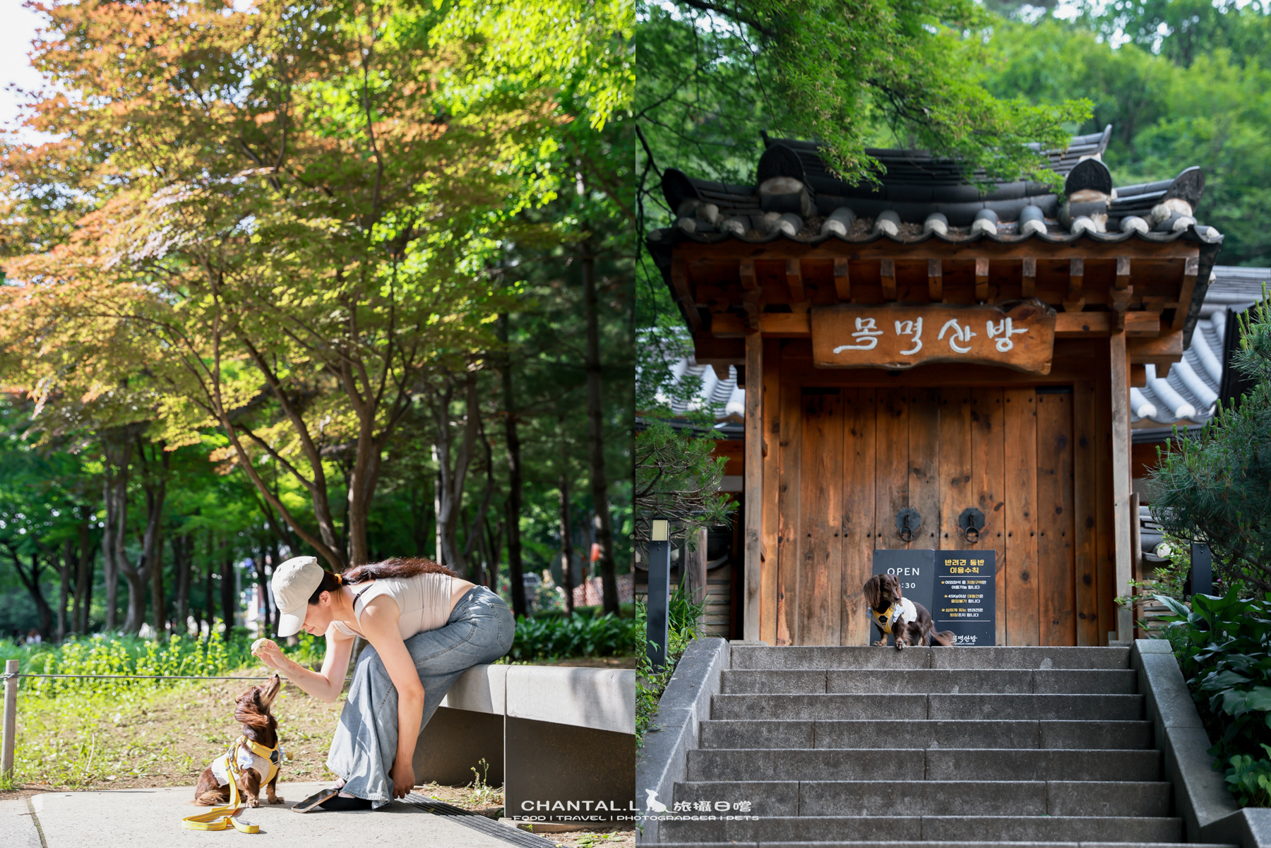 ｜托托開箱｜DOG Copenhagen Comfort Walk Air 開箱，陪我們上山下海、出國旅行的三個月使用心得