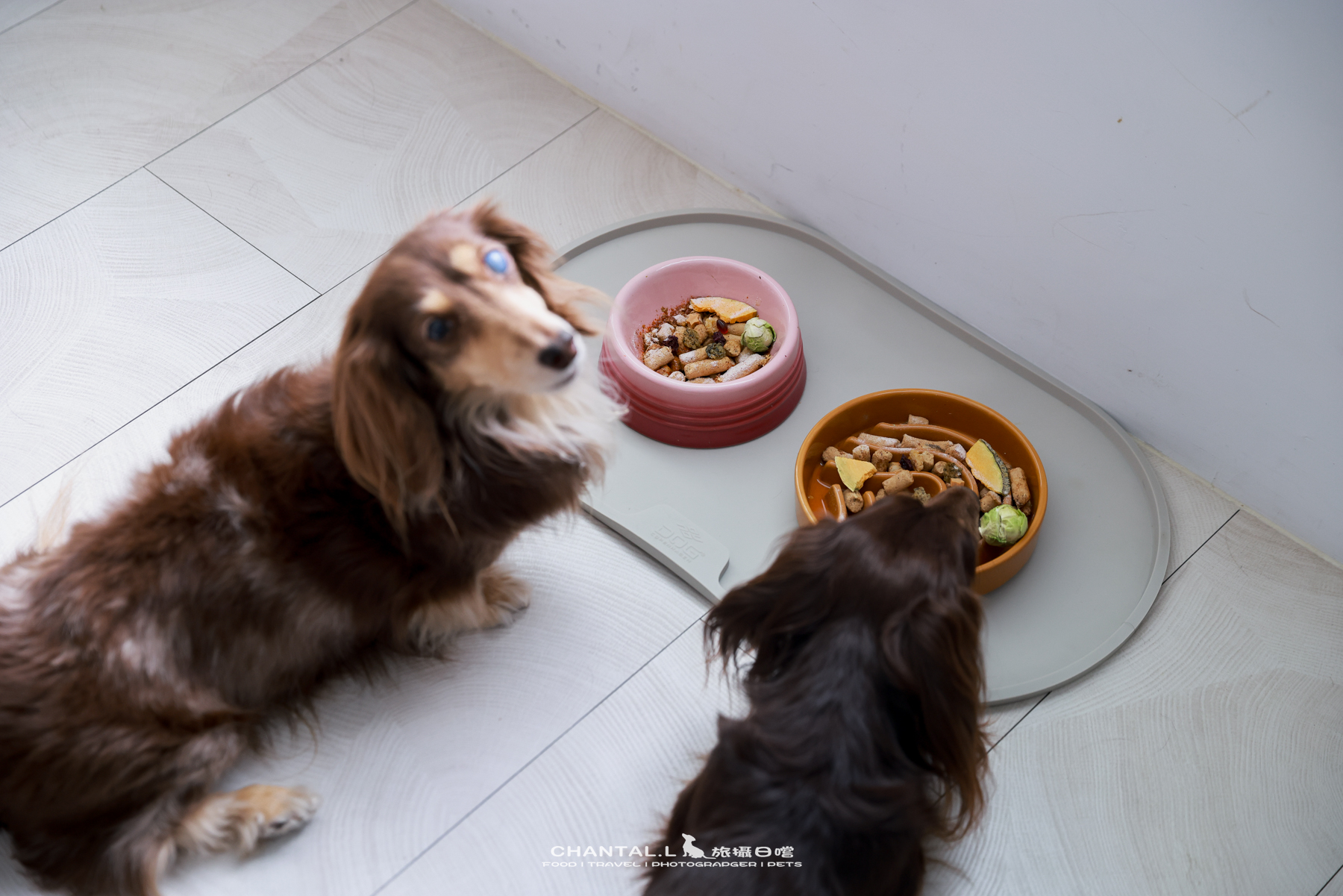 ｜托托開箱｜DOG Copenhagen Comfort Walk Air 開箱，陪我們上山下海、出國旅行的三個月使用心得