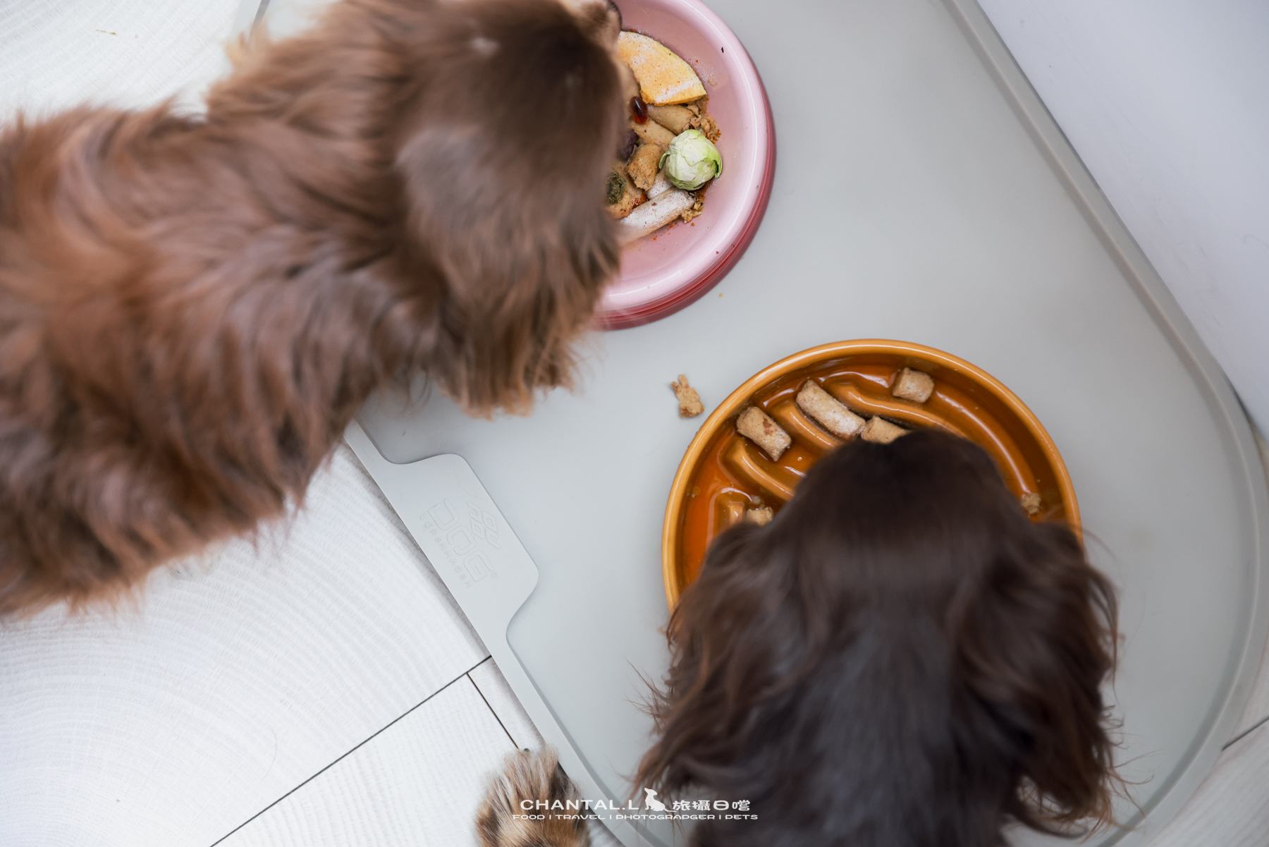 ｜托托開箱｜DOG Copenhagen Comfort Walk Air 開箱，陪我們上山下海、出國旅行的三個月使用心得