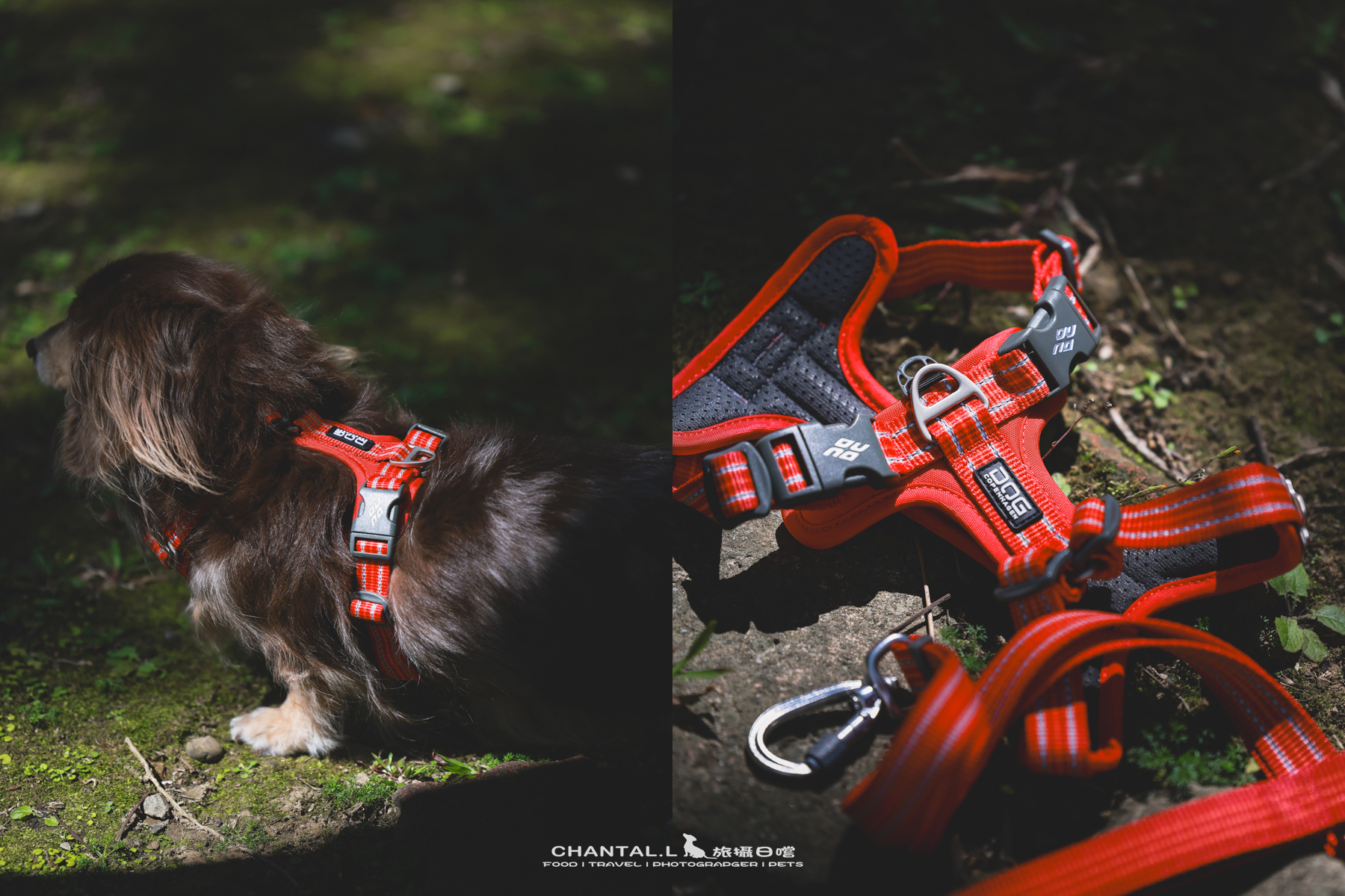 ｜托托開箱｜DOG Copenhagen Comfort Walk Air 開箱，陪我們上山下海、出國旅行的三個月使用心得