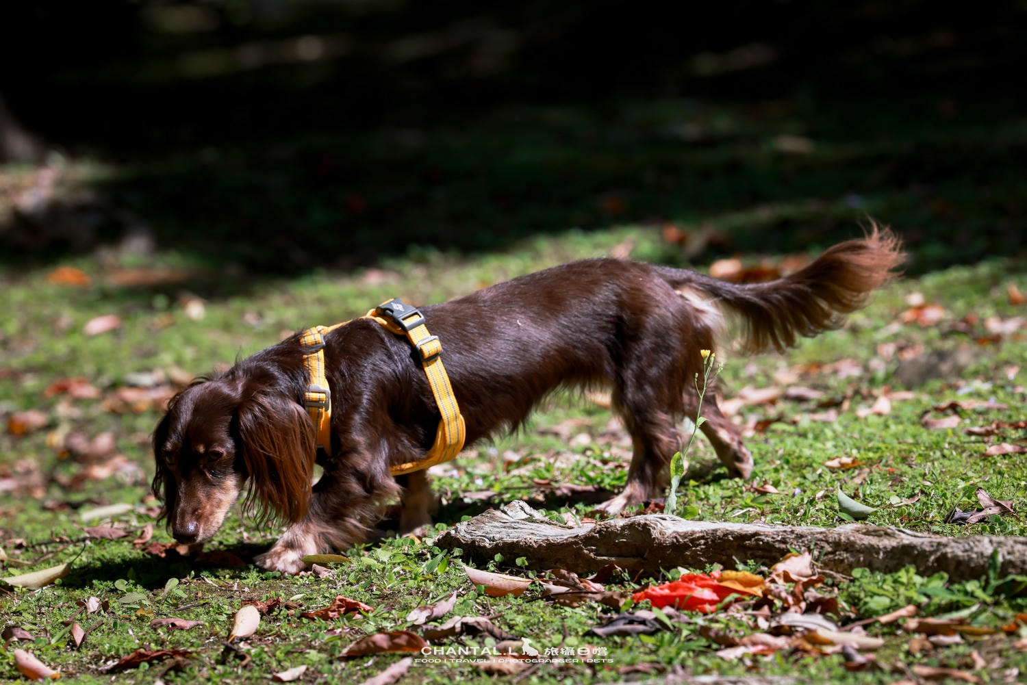 ｜托托開箱｜DOG Copenhagen Comfort Walk Air 開箱，陪我們上山下海、出國旅行的三個月使用心得