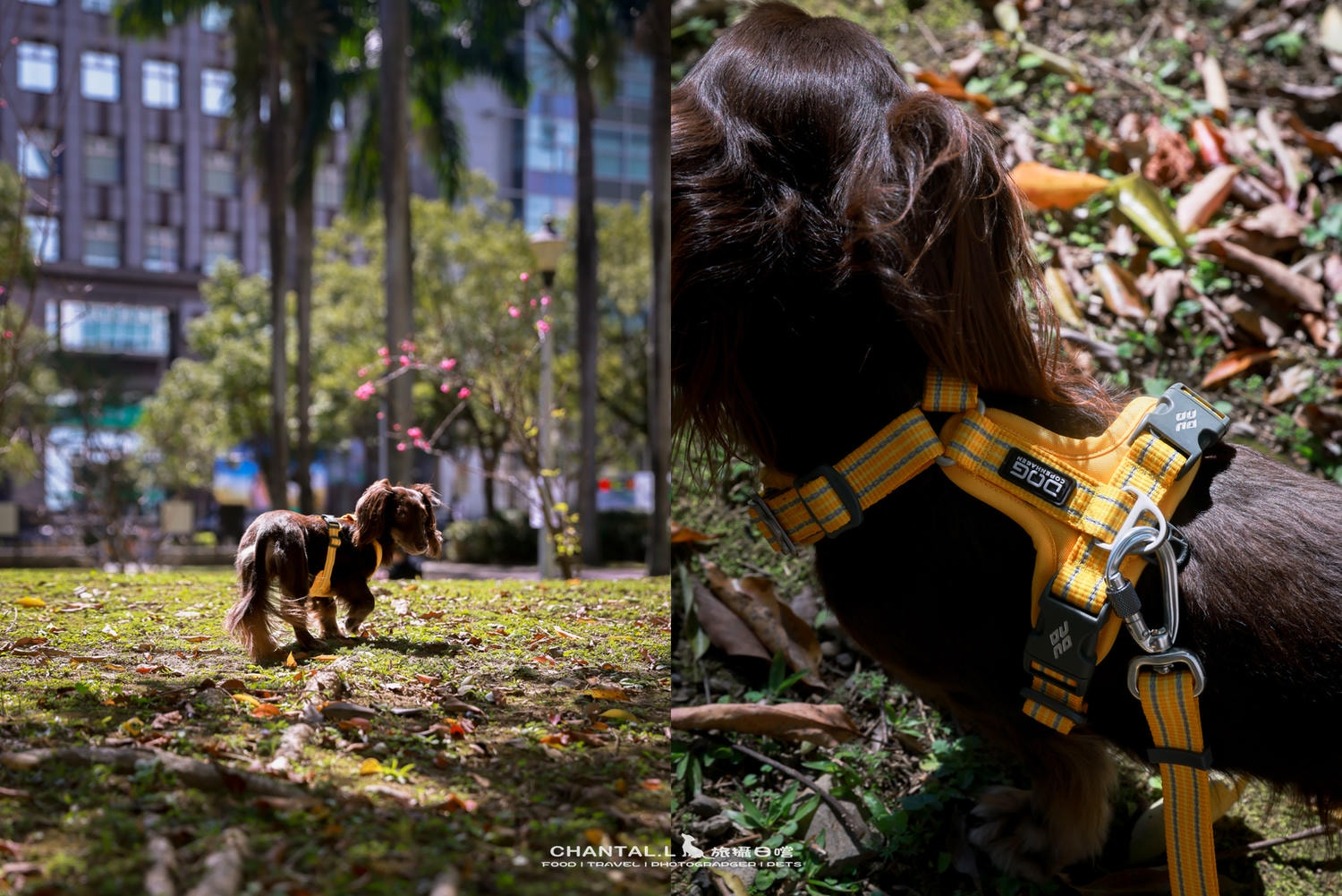 ｜托托開箱｜DOG Copenhagen Comfort Walk Air 開箱，陪我們上山下海、出國旅行的三個月使用心得