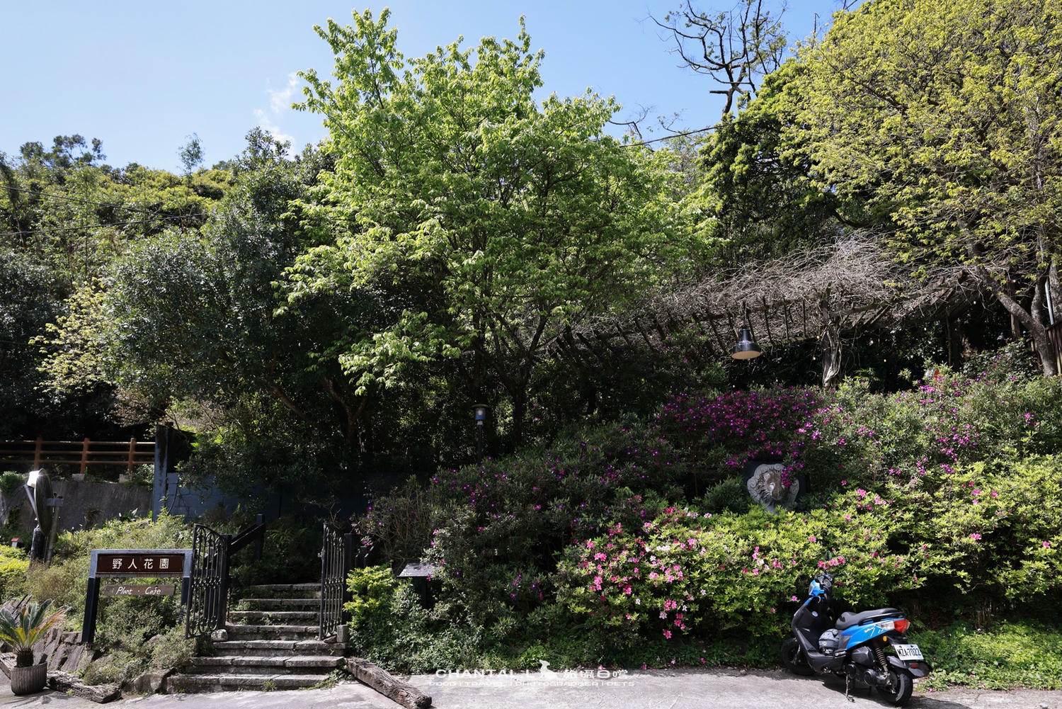 【士林區/陽明山】老件、植栽、山景，陽明山咖啡廳推薦 Savage Garden野人花園