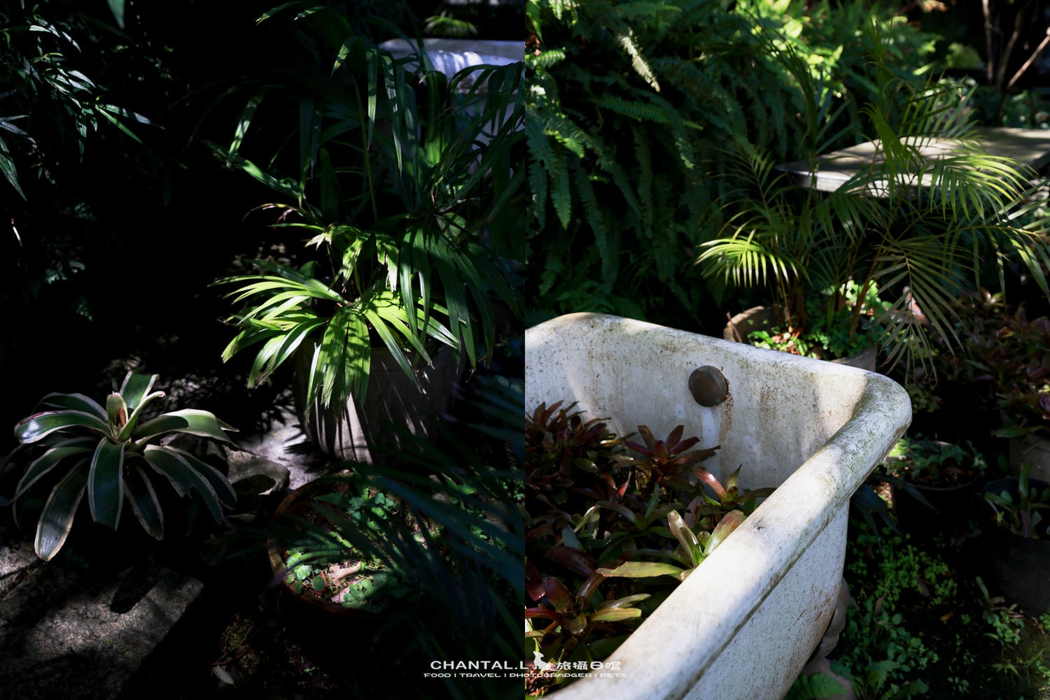 【士林區/陽明山】老件、植栽、山景，陽明山咖啡廳推薦 Savage Garden野人花園