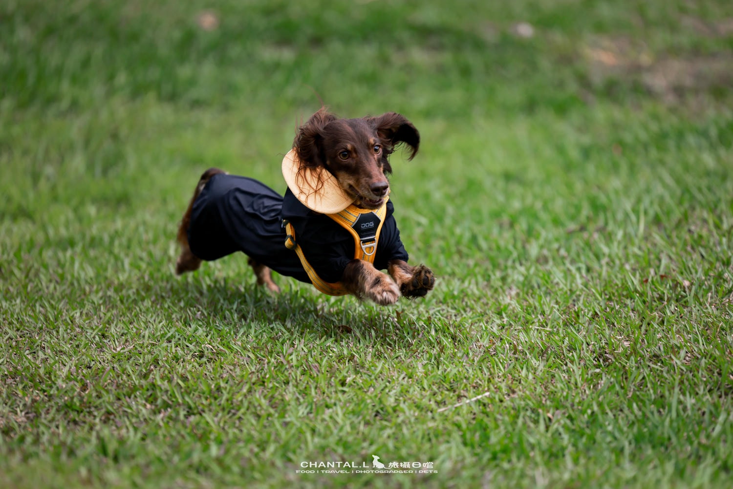 ｜托托開箱｜DOG Copenhagen Comfort Walk Air 開箱，陪我們上山下海、出國旅行的三個月使用心得