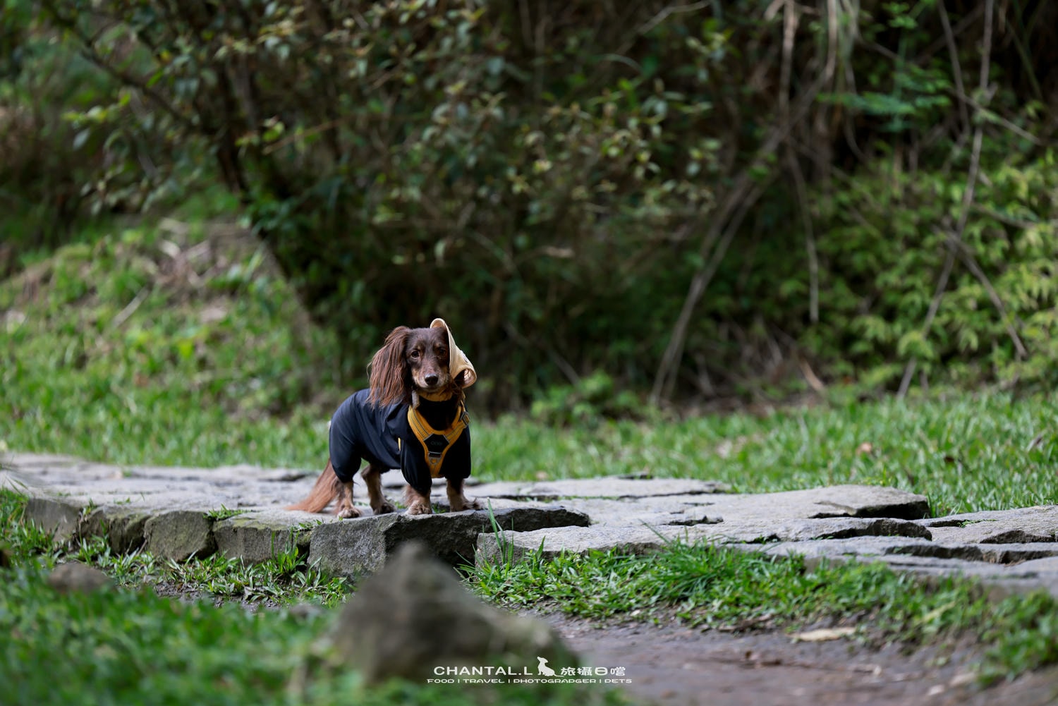 ｜托托開箱｜DOG Copenhagen Comfort Walk Air 開箱，陪我們上山下海、出國旅行的三個月使用心得