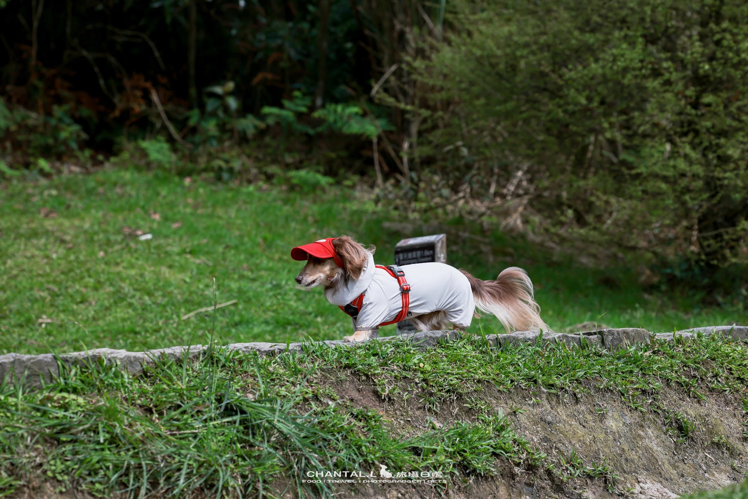 ｜托托開箱｜DOG Copenhagen Comfort Walk Air 開箱，陪我們上山下海、出國旅行的三個月使用心得