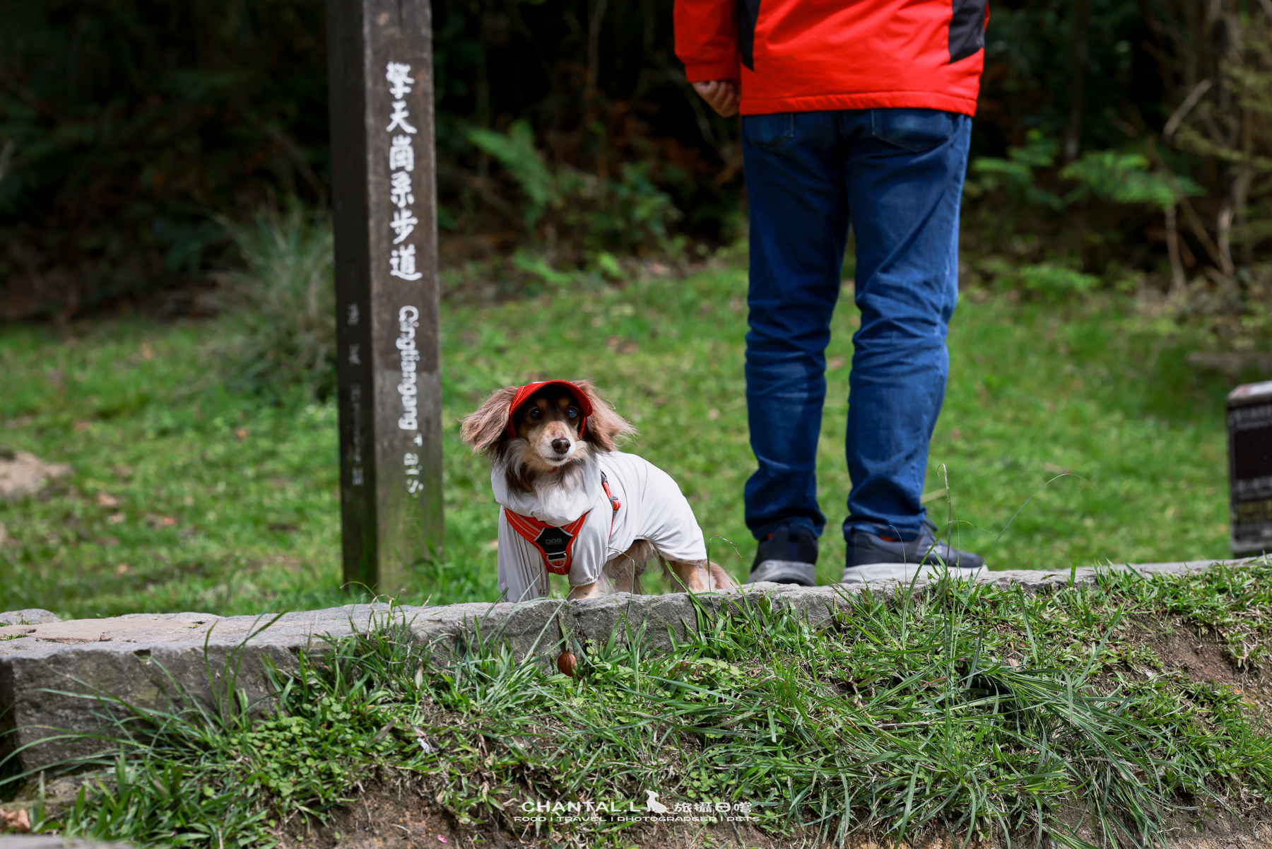 ｜托托開箱｜DOG Copenhagen Comfort Walk Air 開箱，陪我們上山下海、出國旅行的三個月使用心得