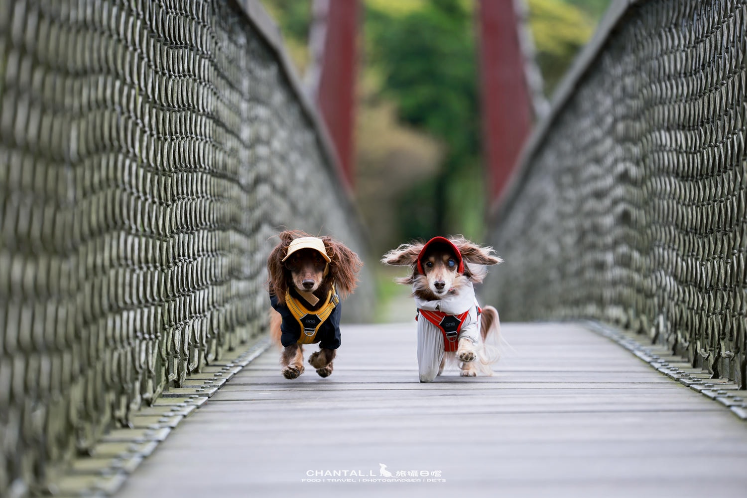 ｜托托開箱｜DOG Copenhagen Comfort Walk Air 開箱，陪我們上山下海、出國旅行的三個月使用心得