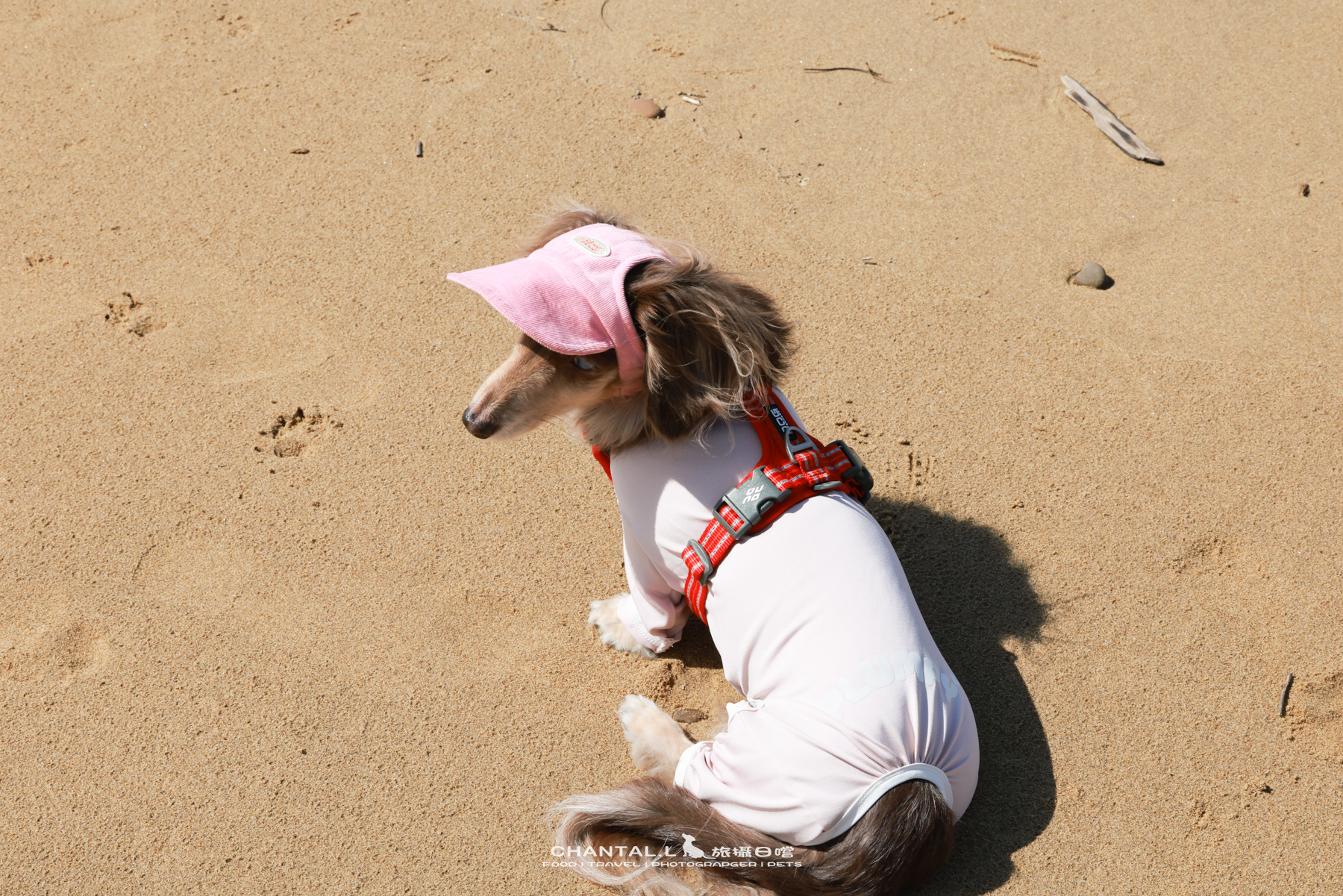 ｜托托開箱｜DOG Copenhagen Comfort Walk Air 開箱，陪我們上山下海、出國旅行的三個月使用心得