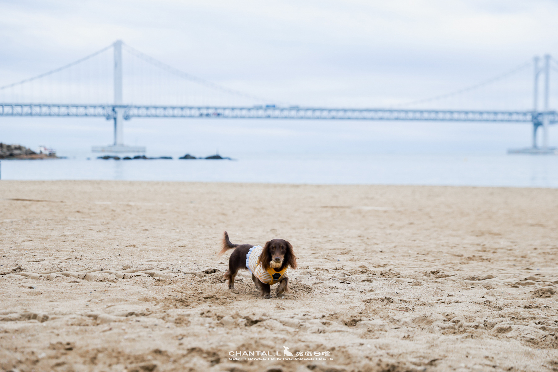 ｜托托開箱｜DOG Copenhagen Comfort Walk Air 開箱，陪我們上山下海、出國旅行的三個月使用心得