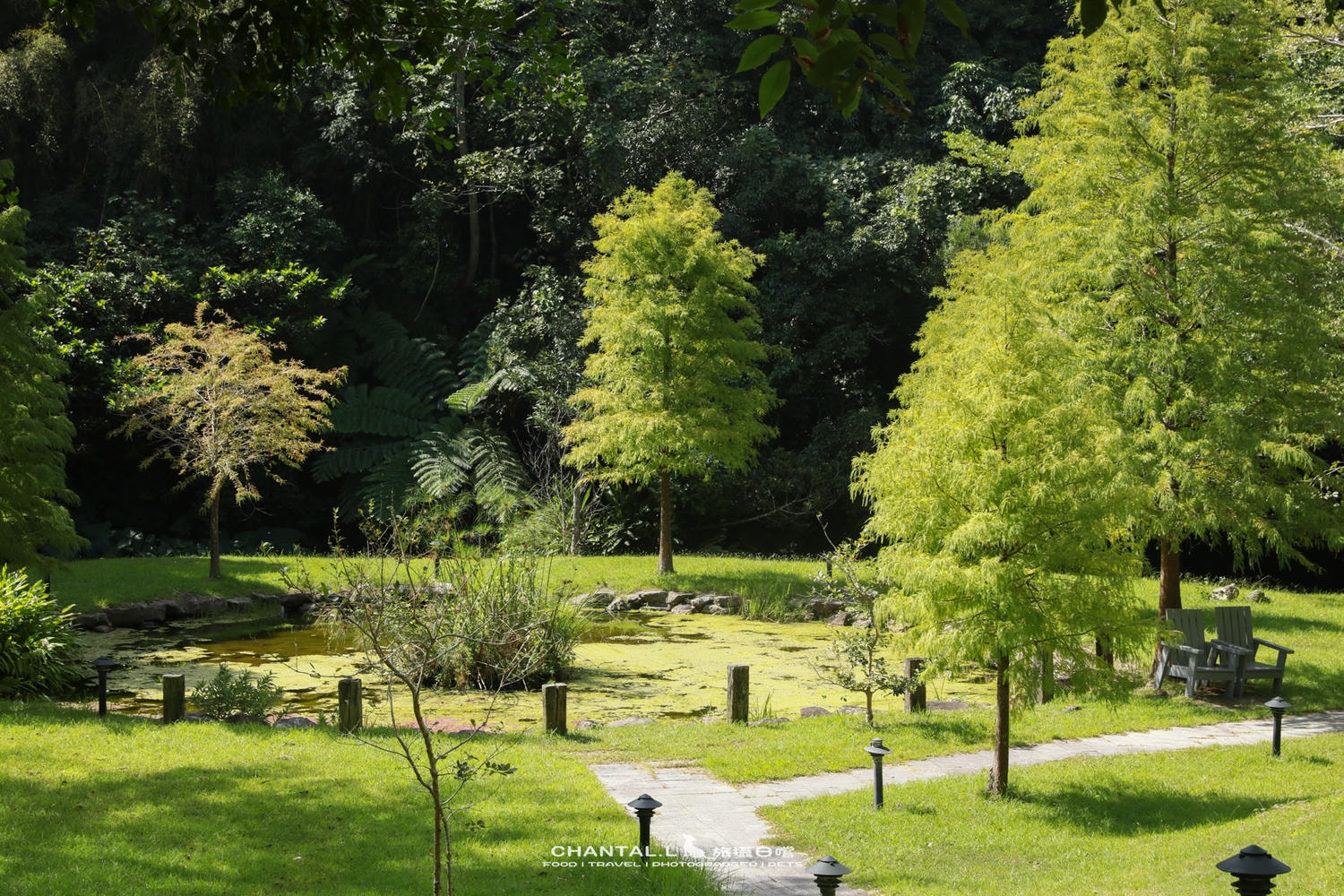 【芎林鄉/咖啡廳】大草皮＋林蔭大道，超適合帶狗的景觀咖啡廳-小森之歌+味衛佳柿餅教育農園