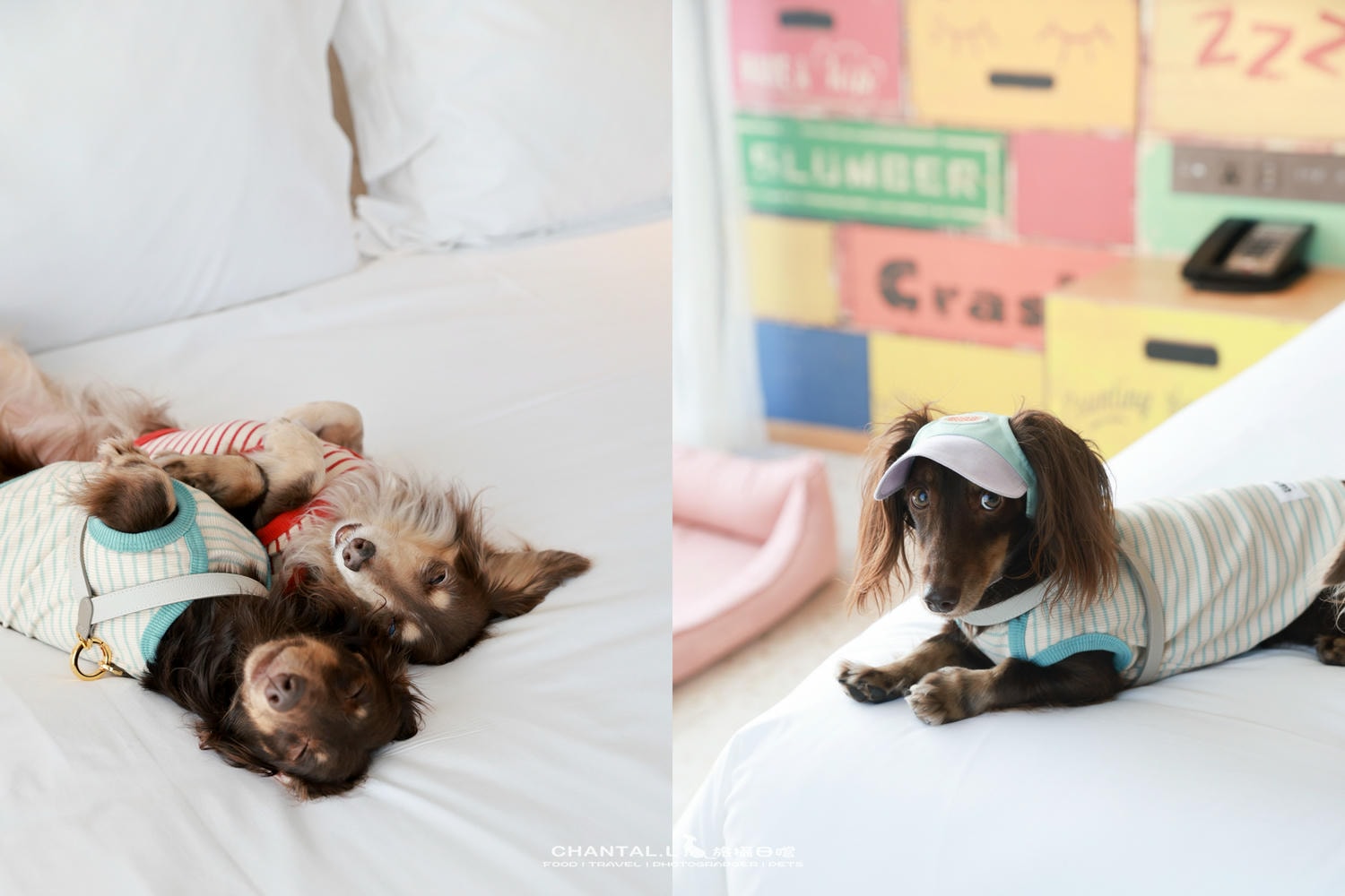 【高雄/住宿】可以抱著毛孩一起入睡的星級飯店Hotel Indigo Kaohsiung Central Park 高雄英迪格