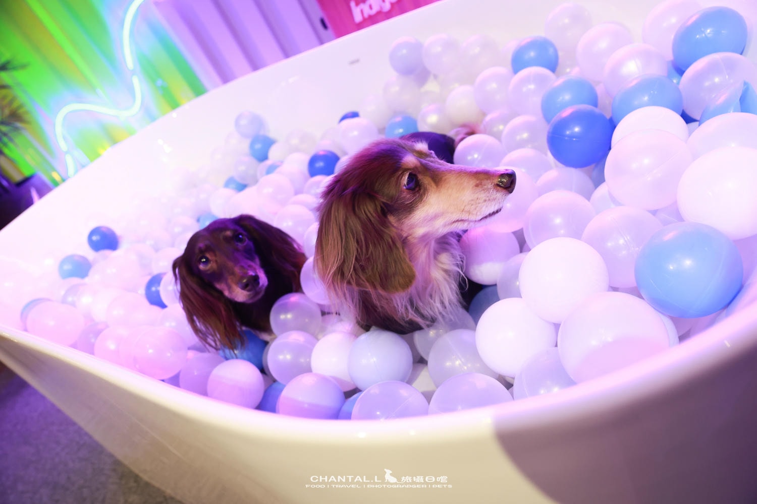 【高雄/住宿】可以抱著毛孩一起入睡的星級飯店Hotel Indigo Kaohsiung Central Park 高雄英迪格