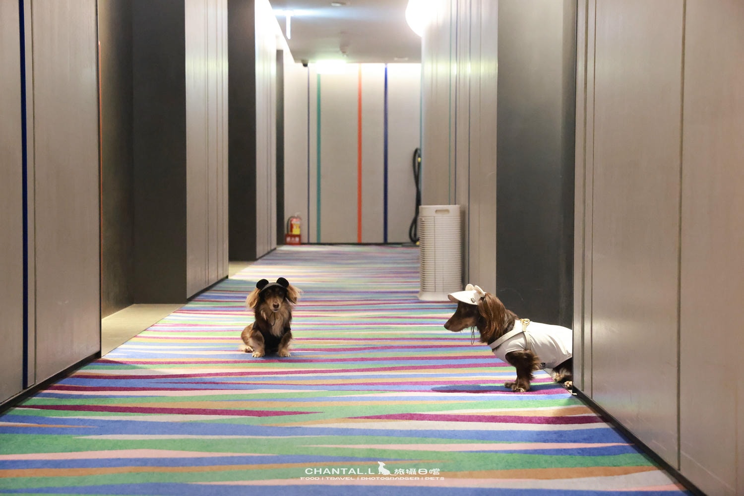 【高雄/住宿】可以抱著毛孩一起入睡的星級飯店Hotel Indigo Kaohsiung Central Park 高雄英迪格