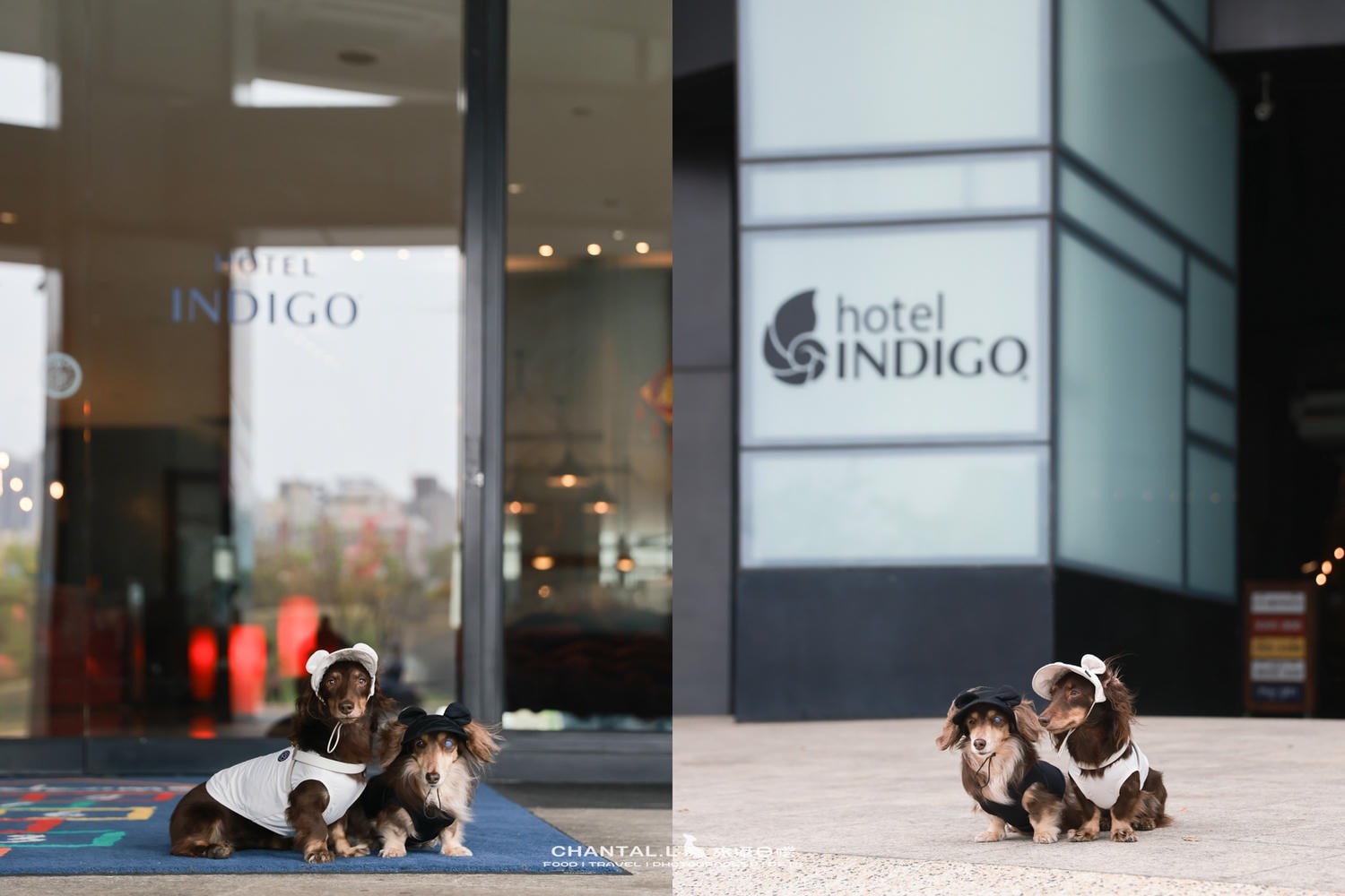【高雄/住宿】可以抱著毛孩一起入睡的星級飯店Hotel Indigo Kaohsiung Central Park 高雄英迪格