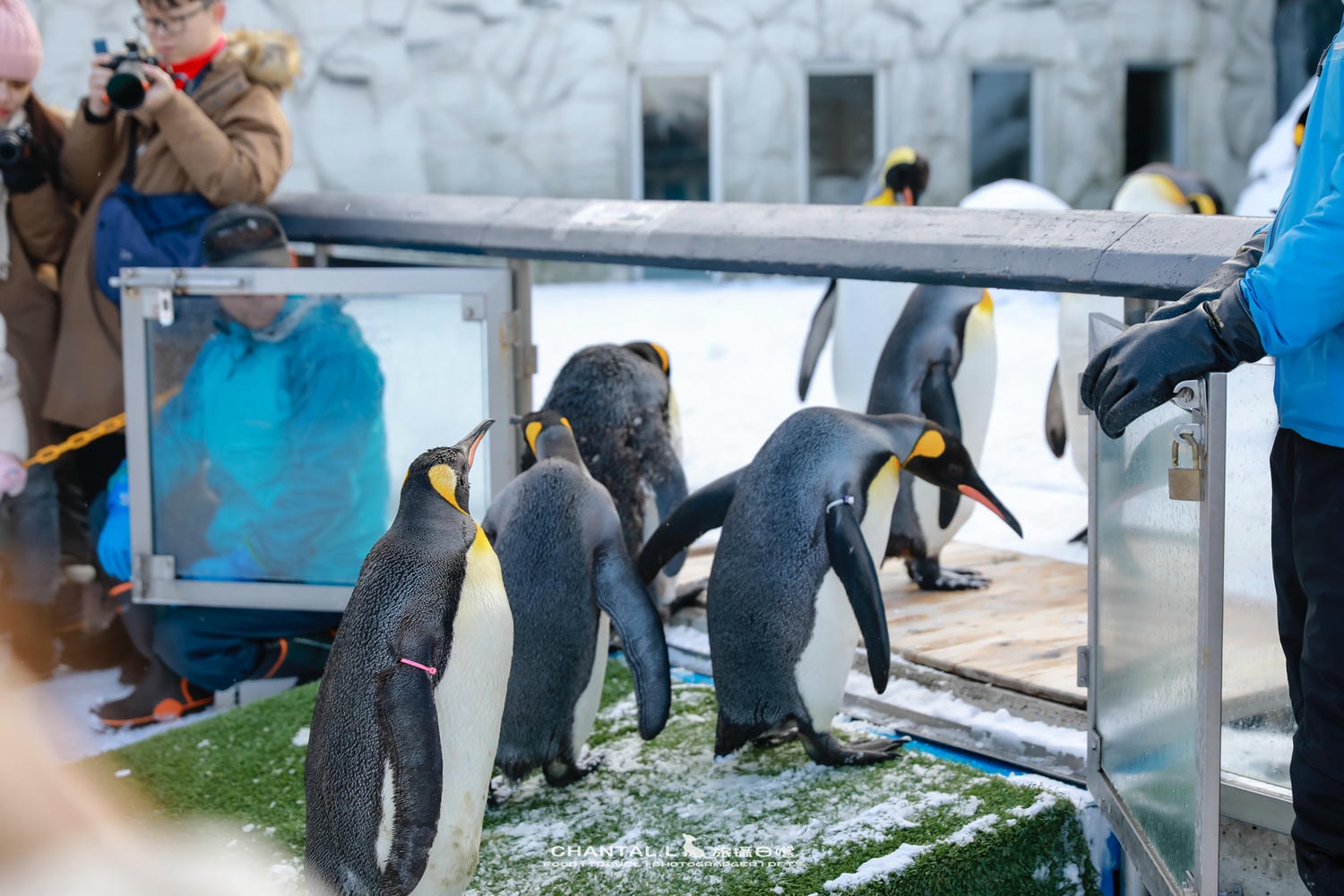 2024 北海道公路之旅 事隔四年二訪旭川動物園,實際體驗與再訪心得 - 第25張圖 2024 北海道公路之旅 事隔四年二訪旭川動物園,實際體驗與再訪心得