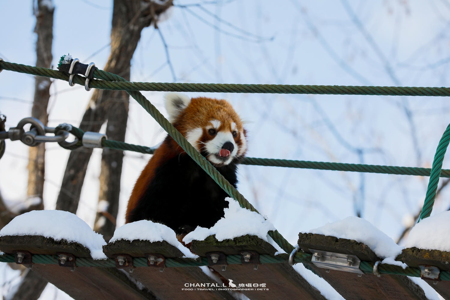 2024 北海道公路之旅 事隔四年二訪旭川動物園,實際體驗與再訪心得 - 第16張圖 2024 北海道公路之旅 事隔四年二訪旭川動物園,實際體驗與再訪心得