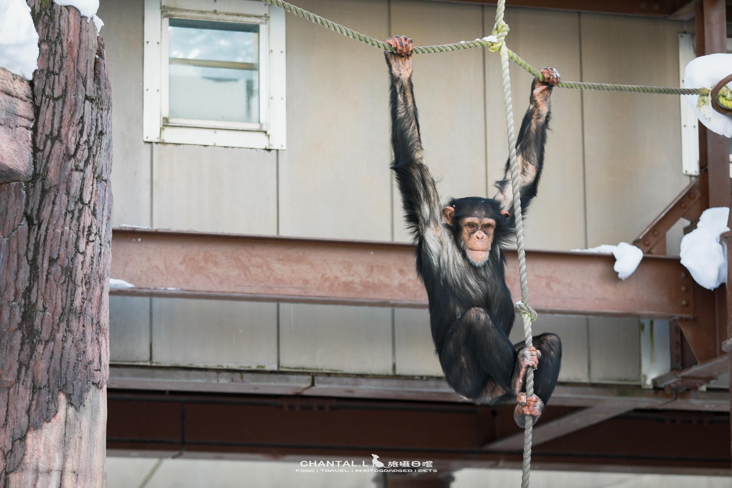 2024 北海道公路之旅  事隔四年二訪旭川動物園，實際體驗與再訪心得