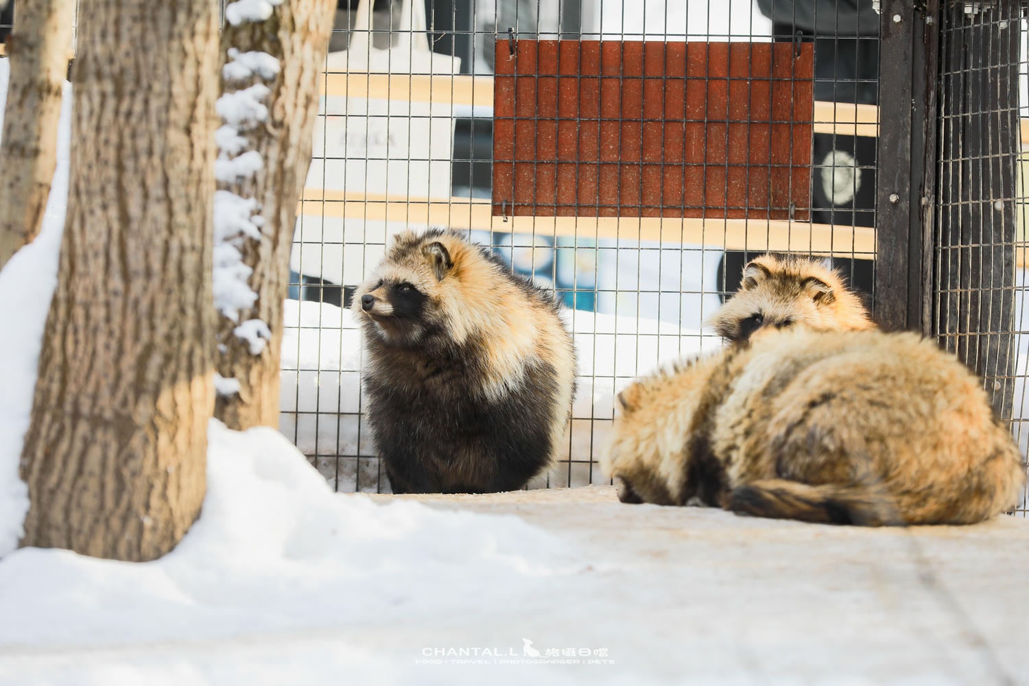 2024 北海道公路之旅 事隔四年二訪旭川動物園,實際體驗與再訪心得 - 第19張圖 2024 北海道公路之旅 事隔四年二訪旭川動物園,實際體驗與再訪心得