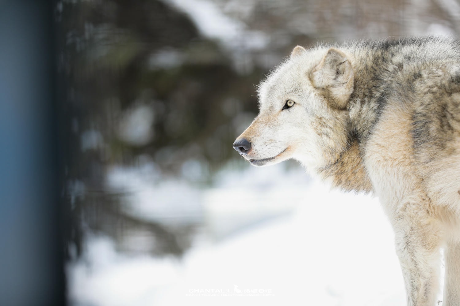 2024 北海道公路之旅 事隔四年二訪旭川動物園,實際體驗與再訪心得 - 第9張圖 2024 北海道公路之旅 事隔四年二訪旭川動物園,實際體驗與再訪心得